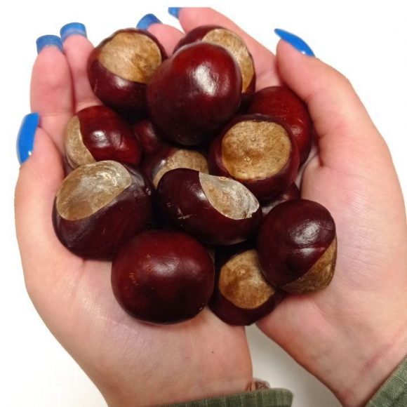 «КАШТАНИ ДЛЯ ПЕРЕМОГИ – 2025»