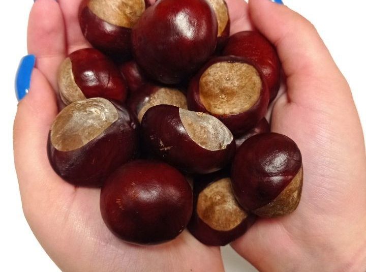 «КАШТАНИ ДЛЯ ПЕРЕМОГИ – 2025»